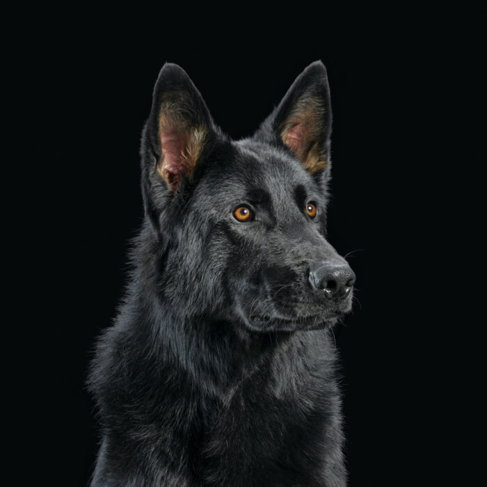 Ein schwarzer Schäferhund ziert das Cover des fünften Die Nerven Albums.